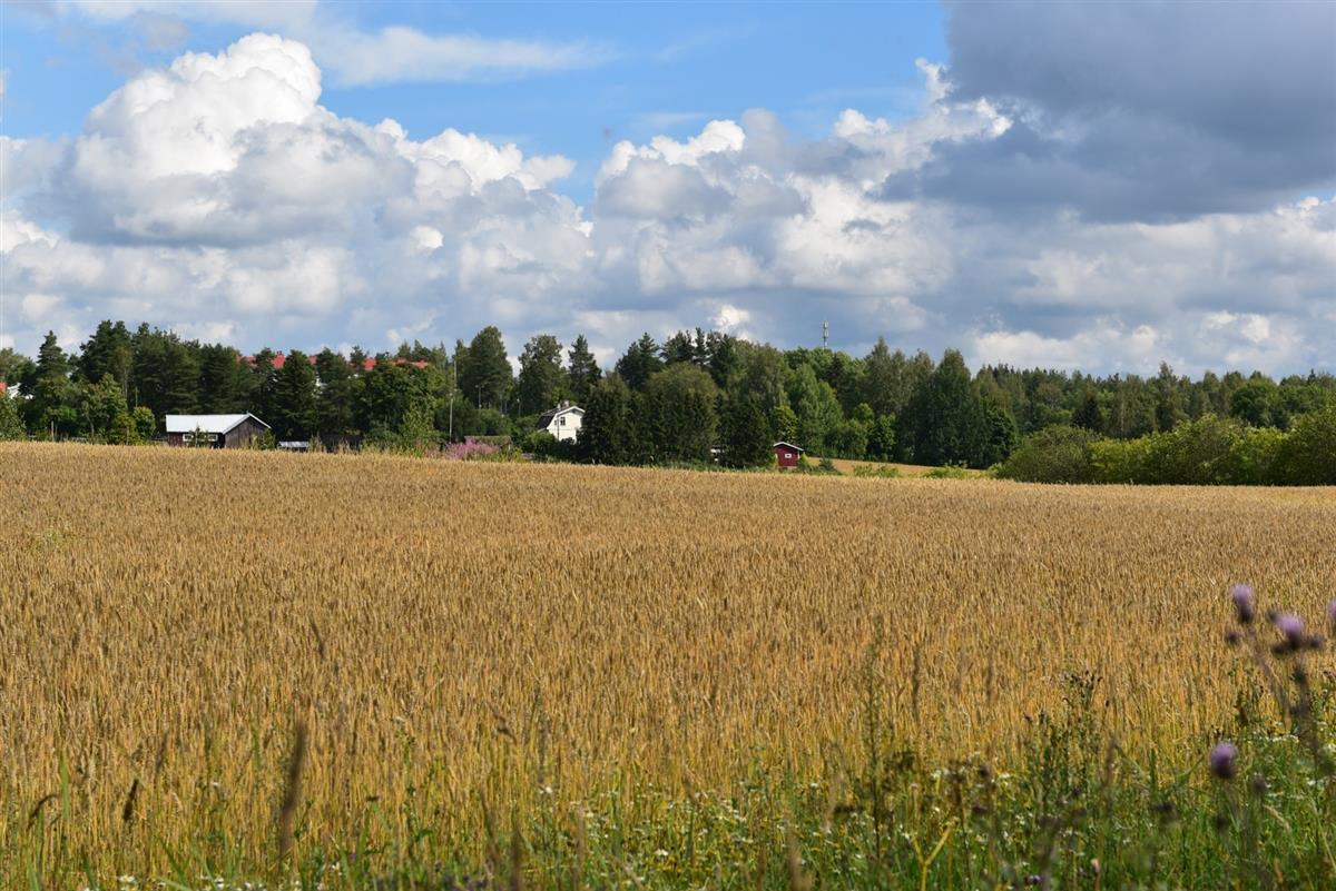 Vertasen vaalea talo viljelymaiseman reunalla.&nbsp;(Teija Ahola&nbsp;2023)