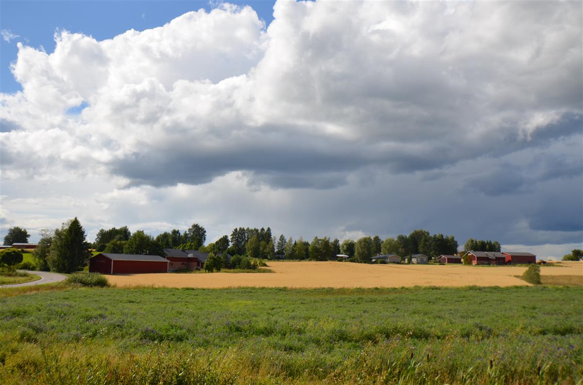 Näkymä Kaarnantieltä kohti länttä ja Ojalan tilaa.&nbsp;(Päivi Makkonen&nbsp;2026)