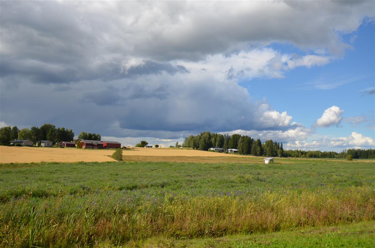 Näkymä Kaarnantieltä kohti luodetta ja Alatalon tilaa.&nbsp;(Päivi Makkonen&nbsp;2026)