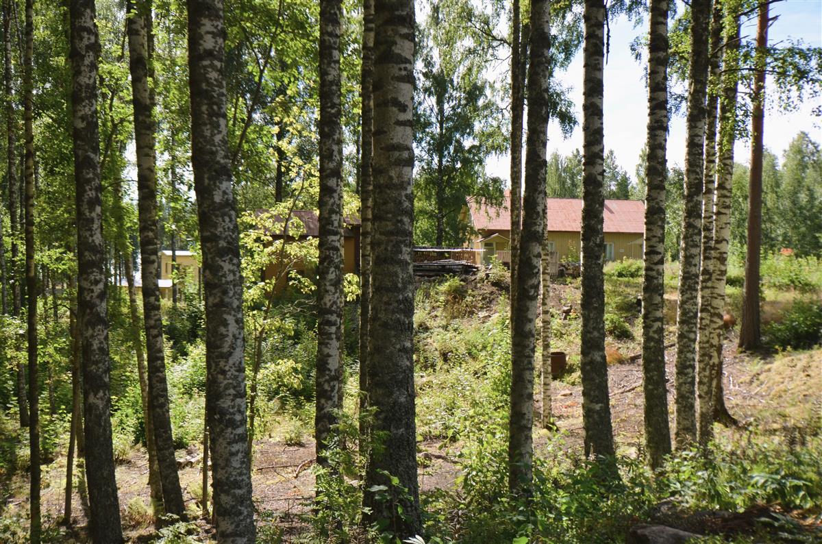 Näkymä Kesäniementieltä kohti etelää. Vasemmalla taustalla Rantatila, oikealla Vierula.&nbsp;(Päivi Makkonen&nbsp;2026)
