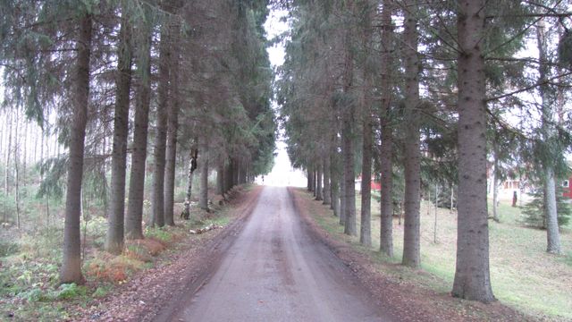 Savikkoon johtava pihatie.&nbsp;(Niina Ahlfors&nbsp;lokakuu 2012)