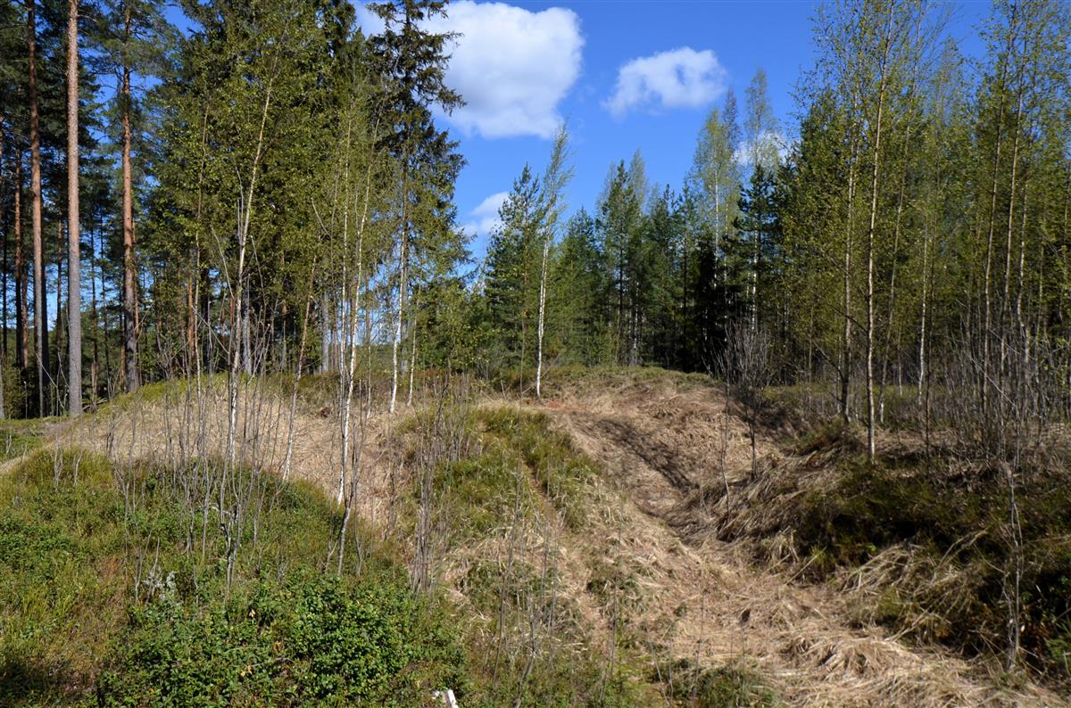 Järvitaipaleen linnoituksen pohjoiskärjen redutti ja sinne johtava polku etelästä päin kuvattuna.&nbsp;(Päivi Makkonen&nbsp;2026)